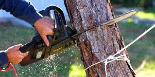 Best Lawn Pest Prevention  in Wellsville, KS