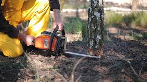 Best Arborist Consultation Services  in Wellsville, KS