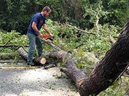 Best Palm Tree Trimming  in Wellsville, KS