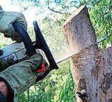 Best Tree Risk Assessment  in Wellsville, KS