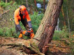 Best Organic Lawn Care Solutions  in Wellsville, KS