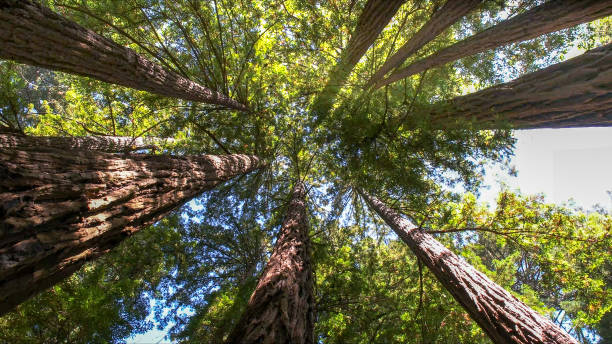 Reliable Wellsville, KS Tree Removal Solutions