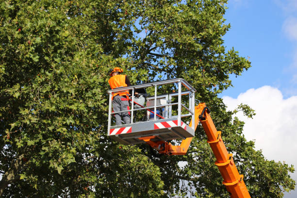 Best Root Management and Removal  in Wellsville, KS