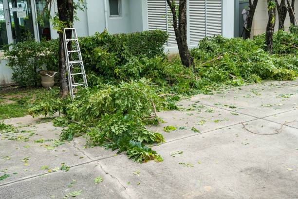 Best Tree Trimming and Pruning  in Wellsville, KS