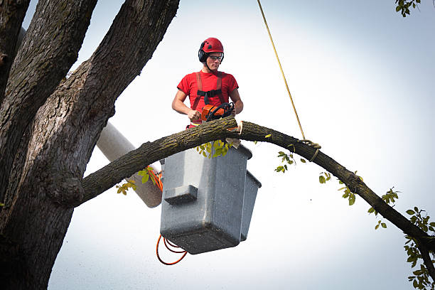 Best Firewood Processing and Delivery  in Wellsville, KS