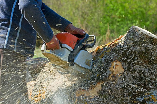 Best Fruit Tree Pruning  in Wellsville, KS